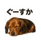 癒し系ミニチュアダックスフンドの熟睡中（個別スタンプ：10）