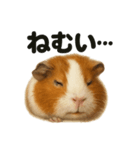 癒し系モルモットの眠いLINEスタンプ（個別スタンプ：1）