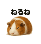 癒し系モルモットの眠いLINEスタンプ（個別スタンプ：2）