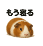 癒し系モルモットの眠いLINEスタンプ（個別スタンプ：4）