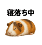 癒し系モルモットの眠いLINEスタンプ（個別スタンプ：6）