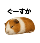 癒し系モルモットの眠いLINEスタンプ（個別スタンプ：10）