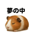 癒し系モルモットの眠いLINEスタンプ（個別スタンプ：14）