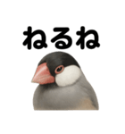 癒し系文鳥の眠いラインスタンプ（個別スタンプ：1）