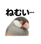 癒し系文鳥の眠いラインスタンプ（個別スタンプ：2）