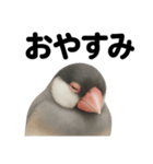 癒し系文鳥の眠いラインスタンプ（個別スタンプ：3）