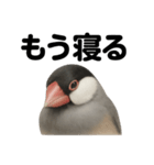 癒し系文鳥の眠いラインスタンプ（個別スタンプ：4）