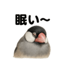 癒し系文鳥の眠いラインスタンプ（個別スタンプ：5）