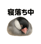 癒し系文鳥の眠いラインスタンプ（個別スタンプ：6）