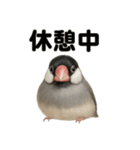 癒し系文鳥の眠いラインスタンプ（個別スタンプ：7）