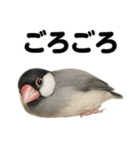 癒し系文鳥の眠いラインスタンプ（個別スタンプ：9）