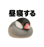 癒し系文鳥の眠いラインスタンプ（個別スタンプ：10）