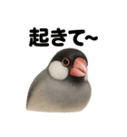 癒し系文鳥の眠いラインスタンプ（個別スタンプ：12）