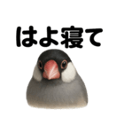 癒し系文鳥の眠いラインスタンプ（個別スタンプ：16）