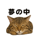 癒し系ベンガル猫の眠いラインスタンプ（個別スタンプ：14）
