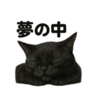 癒し系黒猫の眠いラインスタンプ（個別スタンプ：14）
