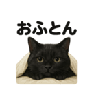 癒し系黒猫の眠いラインスタンプ（個別スタンプ：15）