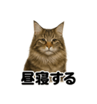 癒し系メインクーンの眠いラインスタンプ（個別スタンプ：9）