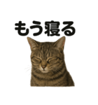 癒し系キジトラ猫の眠いラインスタンプ（個別スタンプ：4）