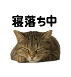 癒し系キジトラ猫の眠いラインスタンプ（個別スタンプ：6）