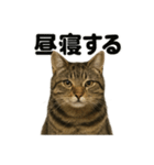 癒し系キジトラ猫の眠いラインスタンプ（個別スタンプ：9）
