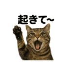癒し系キジトラ猫の眠いラインスタンプ（個別スタンプ：11）