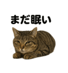 癒し系キジトラ猫の眠いラインスタンプ（個別スタンプ：12）