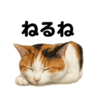 癒し系三毛猫の眠いラインスタンプ（個別スタンプ：2）