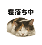 癒し系三毛猫の眠いラインスタンプ（個別スタンプ：6）