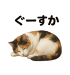 癒し系三毛猫の眠いラインスタンプ（個別スタンプ：8）