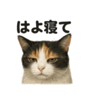 癒し系三毛猫の眠いラインスタンプ（個別スタンプ：16）
