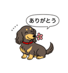 名前入りダックス：ロングチョコイエロー（個別スタンプ：5）