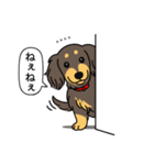 名前入りダックス：ロングチョコイエロー（個別スタンプ：12）