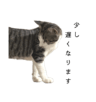 きじしろしらす（個別スタンプ：11）