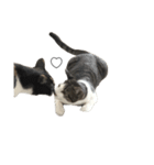 きじしろしらす（個別スタンプ：32）