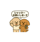旅するトイプードルkomugi（個別スタンプ：37）