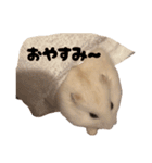 白いイエローハムスター（個別スタンプ：4）