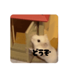 白いイエローハムスター（個別スタンプ：22）