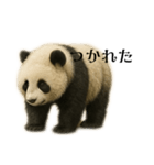 ぱんだちゃんです（個別スタンプ：6）