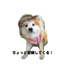 ケアリーの秋田犬ブラザーズ（個別スタンプ：1）