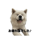 ケアリーの秋田犬ブラザーズ（個別スタンプ：3）