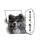 ケアリーの秋田犬ブラザーズ（個別スタンプ：4）