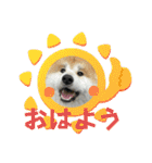 ケアリーの秋田犬ブラザーズ（個別スタンプ：5）