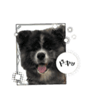 ケアリーの秋田犬ブラザーズ（個別スタンプ：6）