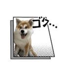 ケアリーの秋田犬ブラザーズ（個別スタンプ：7）