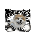 ケアリーの秋田犬ブラザーズ（個別スタンプ：8）