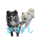 ケアリーの秋田犬ブラザーズ（個別スタンプ：9）