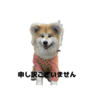 ケアリーの秋田犬ブラザーズ（個別スタンプ：11）