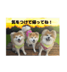 ケアリーの秋田犬ブラザーズ（個別スタンプ：13）