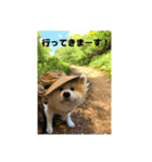 ケアリーの秋田犬ブラザーズ（個別スタンプ：14）